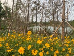 -瑶湖郊野森林公园
