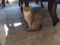 -宠爱国际动物医院· 猫科· 外科·中兽医(长白店)