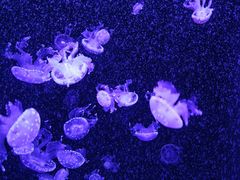 -成都浩海立方海洋公园