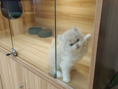 -猫十亿·布偶金渐层·曼基康矮脚猫舍(青年路店)