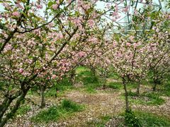 -昆山城市生态森林公园