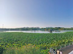 -大兴滨河森林公园