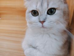 -猫十亿·布偶金渐层·曼基康矮脚猫舍(青年路店)