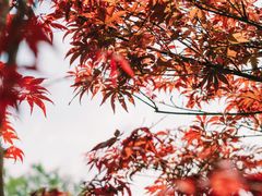 -广州市帽峰山景区