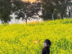 -九龙湖公园