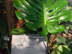 -北京植物园-展览温室