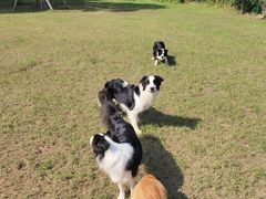 -趣多多宠物公园·宠物训犬学校·宠物寄养