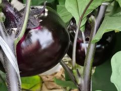 -庞各庄翠芳园西瓜蔬菜基地采摘园