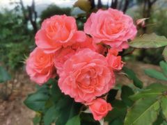 -深圳仙湖植物园