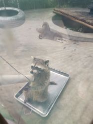 -萌宠亲子动物乐园(槐房万达店)