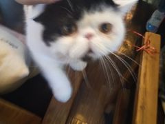 -吉丁鸟咖·异宠·寄养