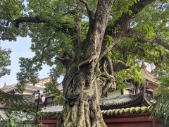 -三苏祠