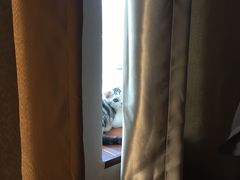 -十年猫舍·猫咪专门店(普陀店)