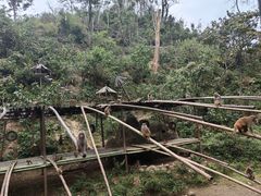 -西双版纳原始森林公园