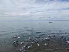 -青海湖国家重点风景名胜区