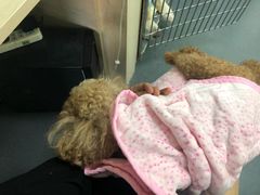 -爱侣宠医·鹦鹉专科·小型哺乳类·异宠专科(灵石路店)