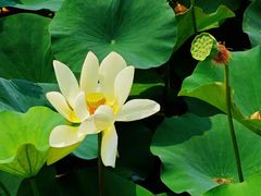 -莲花池公园