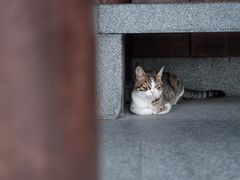 -龙华寺