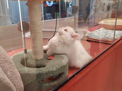 -babydoll猫舍·米努特·德文·缅因(久光中心店)
