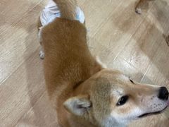 -南京Hallo宠物乐园·哈罗犬舍·柴犬繁育基地