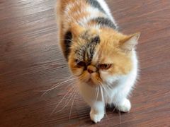 -猫岛主趣味餐厅(鼓浪屿店)