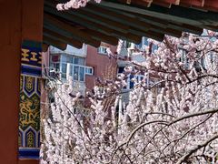 -桃花堤公园