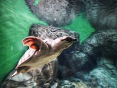 -上海海洋水族馆