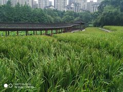 -龙头寺公园