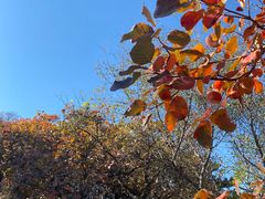 -北京西山国家森林公园