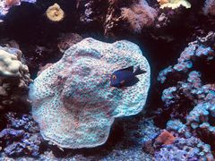-西雅图水族馆