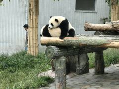 -卧龙中华大熊猫苑神树坪基地