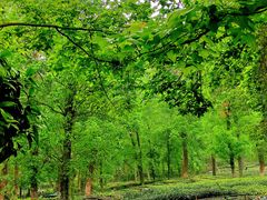 -野蔓果·山野菜(西湖景区·龙井茶田店)