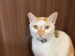 -Again Coffee Roaster(香蜜湖店)