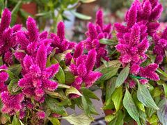 -秦美花卉(天朗·莱茵小城2期店)