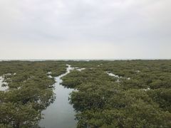 -北海金海湾红树林生态旅游区