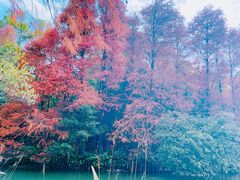 -深圳仙湖植物园