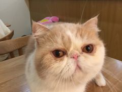 -滚猫咖啡·猫咖·猫友好撸猫(未来城店)