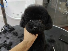 -派多格宠物·购宠(靛厂路店)