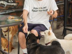 -柴犬高等学院·狗咖·柴犬售卖·宠物训练