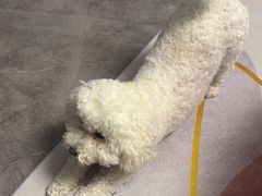 -爱侣宠医·鹦鹉专科·小型哺乳类·异宠专科(灵石路店)