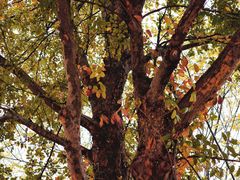 -盘龙城国家考古遗址公园