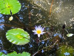-广州兰圃