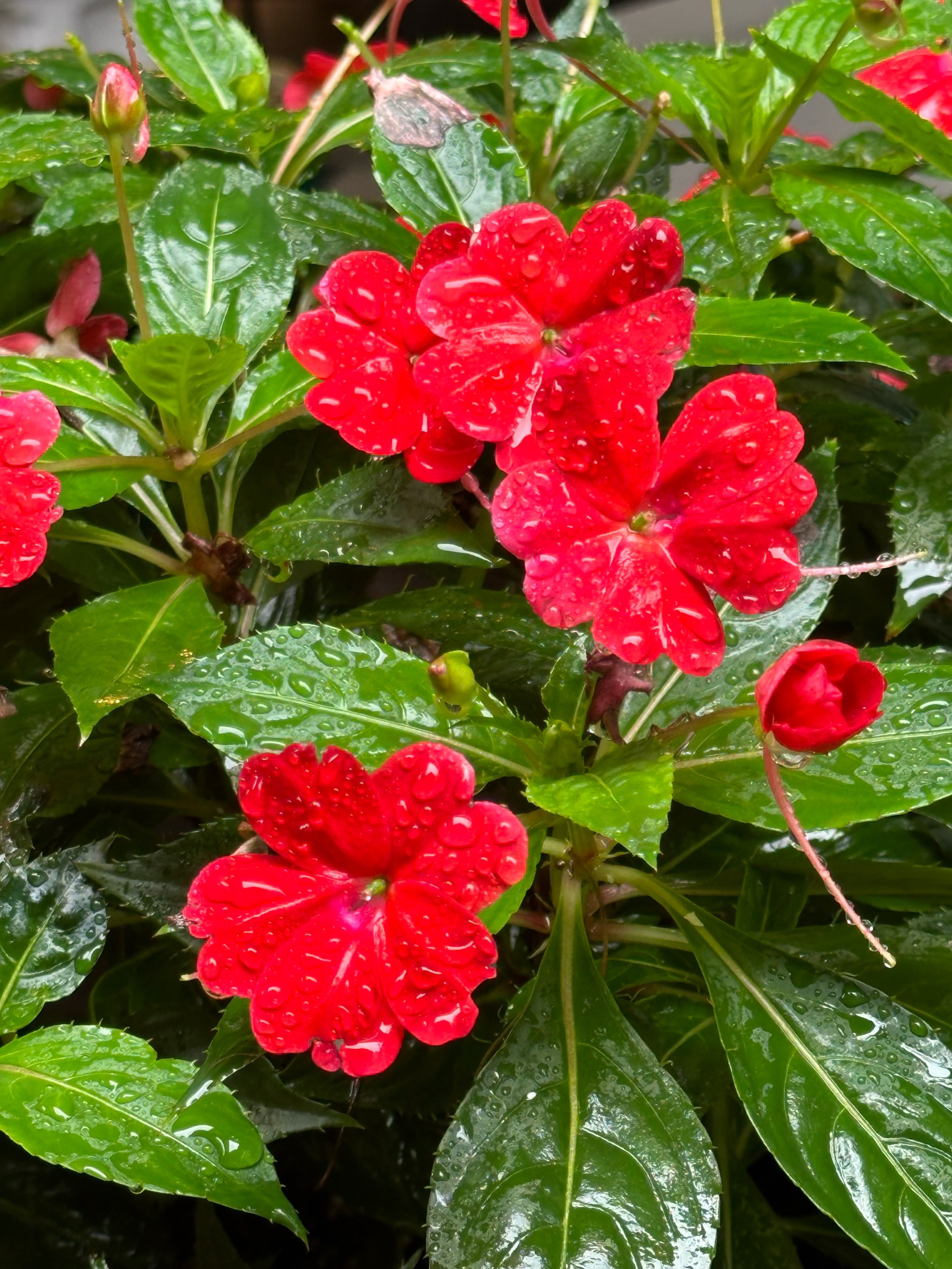 雨后的花草图片真实图片