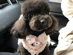 -帕帕拉兹宠物(亚洲旗舰店)