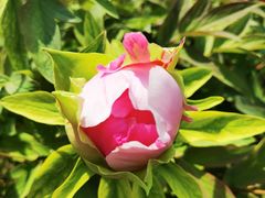 -莲花池公园