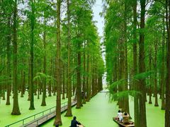 -渌洋湖湿地公园