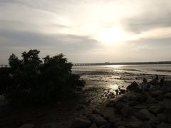 -宝安西湾红树林湿地公园