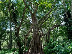 -中国科学院西双版纳热带植物园