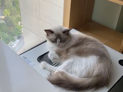 -这儿没有猫·猫咖萌宠馆·撸猫