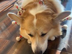 -豆柴町-柴犬主题狗咖(红鼎国际C座店)